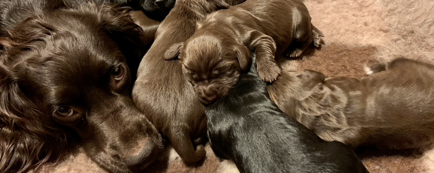 Kennel Victory Red